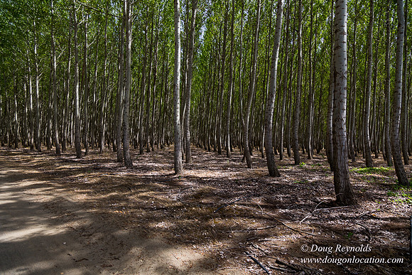 Tree Farm