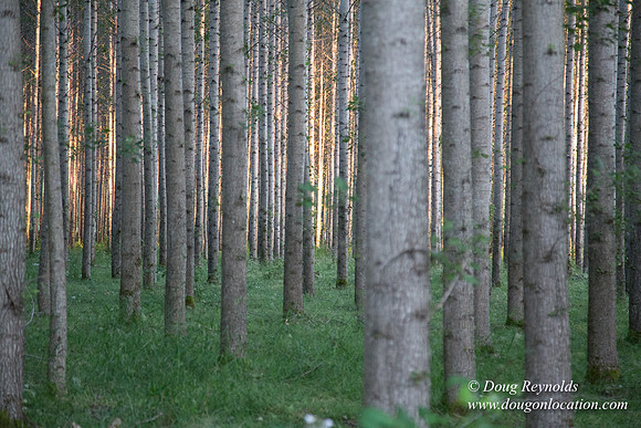 LCG & GWG Tree Farm