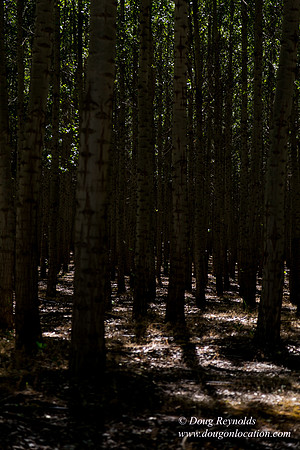 Tree Farm