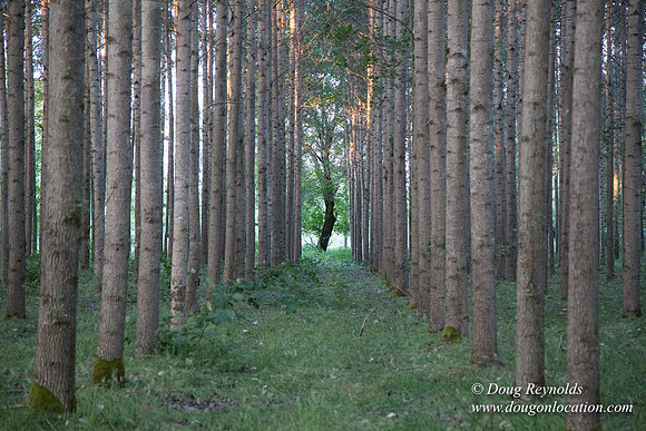 LCG & GWG Tree Farm