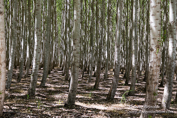 Tree Farm