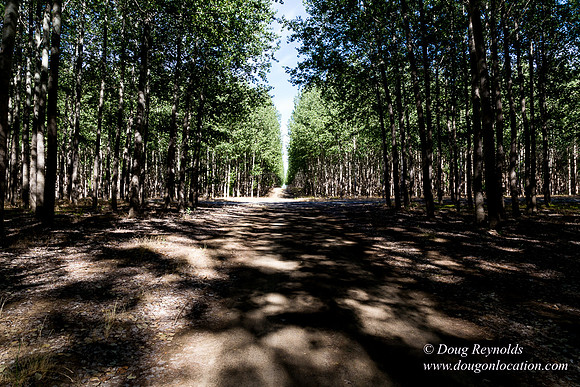 Tree Farm