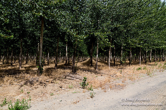 Tree Farm