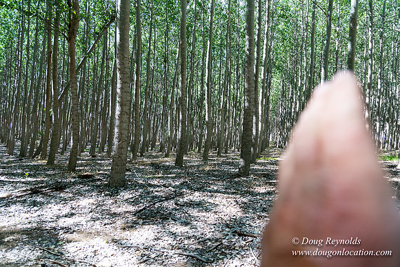 Tree Farm