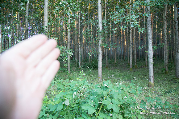 LCG & GWG Tree Farm