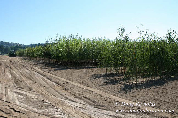 Farm 4 has Barns Shops they grow Wheat and Corn.  in the Portland Zone