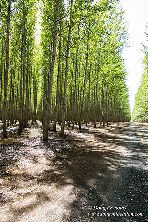 Tree Farm