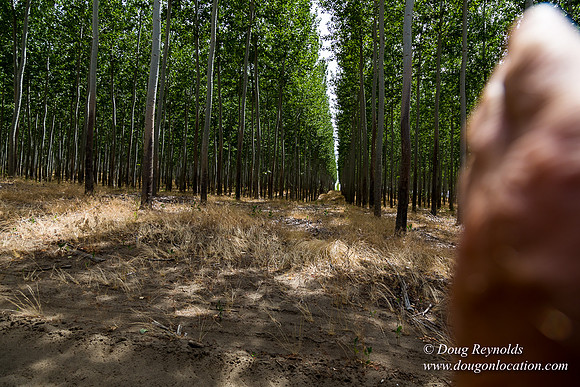 Tree Farm