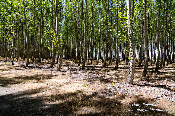 Tree Farm