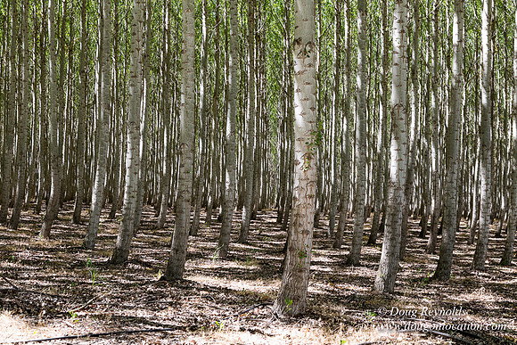 Tree Farm