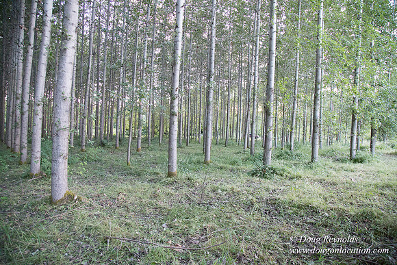 LCG & GWG Tree Farm