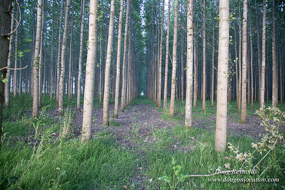 LCG & GWG Tree Farm