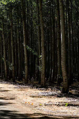 Tree Farm