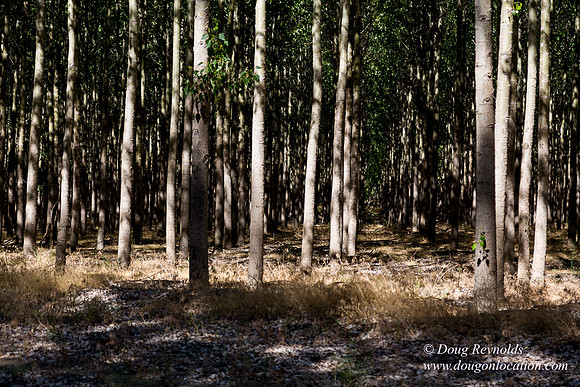 Tree Farm