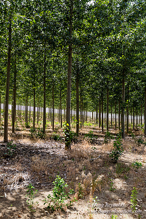 Tree Farm