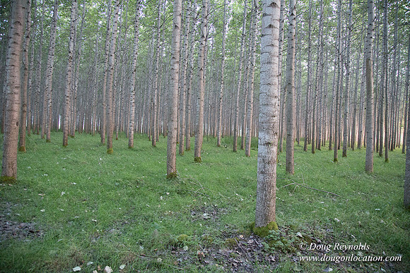 LCG & GWG Tree Farm