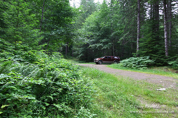Tree & Forested locations