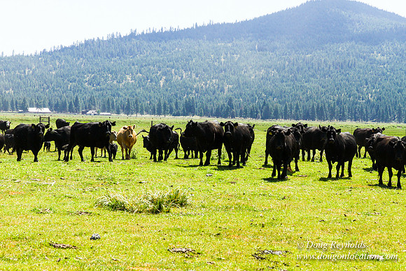 Ranch 18