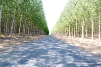 Tree Farm