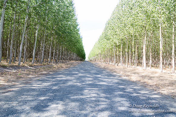 Tree Farm