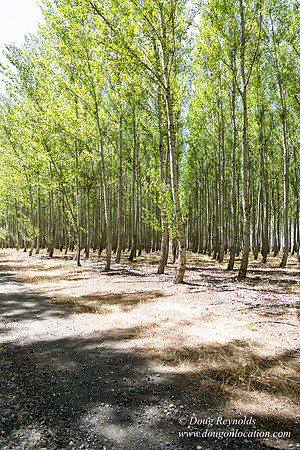 Tree Farm