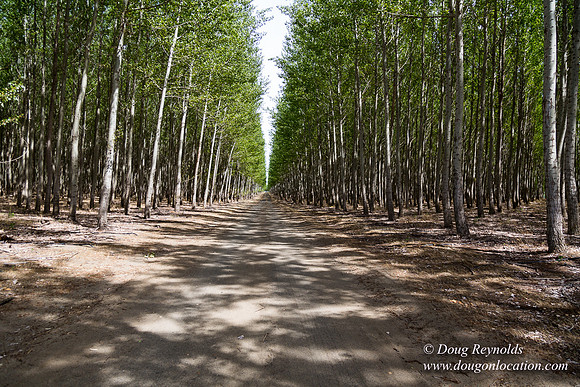 Tree Farm