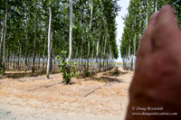Tree Farm