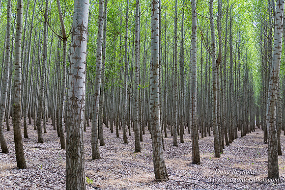 Tree Farm