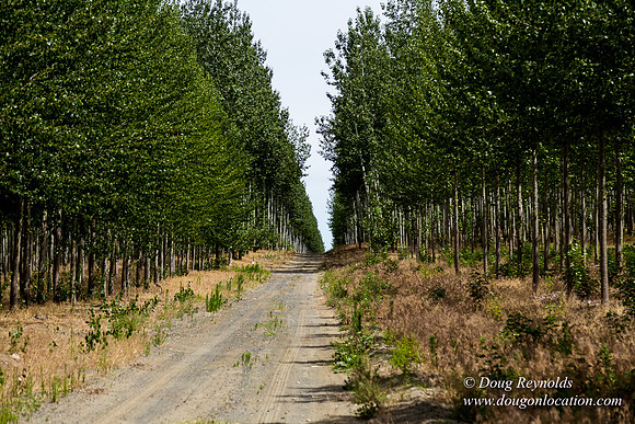 Tree Farm