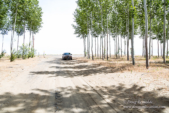 Tree Farm