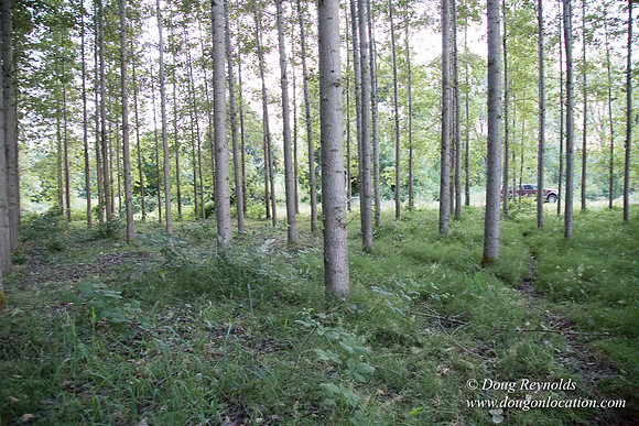 LCG & GWG Tree Farm