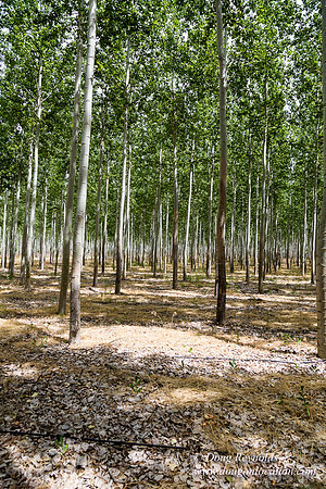 Tree Farm
