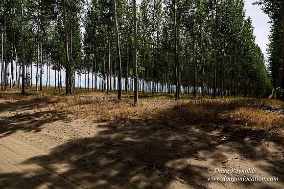 Tree Farm