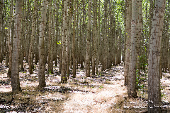 Tree Farm