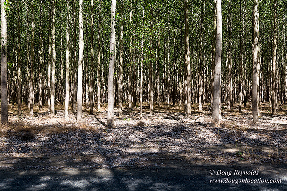 Tree Farm