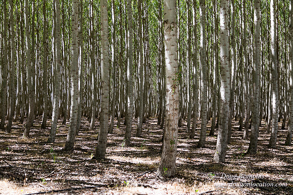 Tree Farm