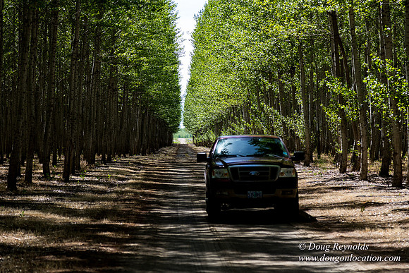Tree Farm