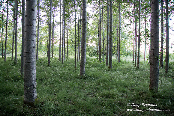 LCG & GWG Tree Farm