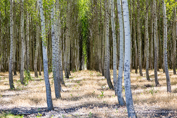 Tree Farm