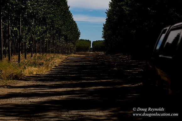 Tree Farm