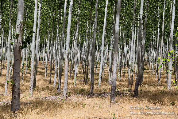 Tree Farm