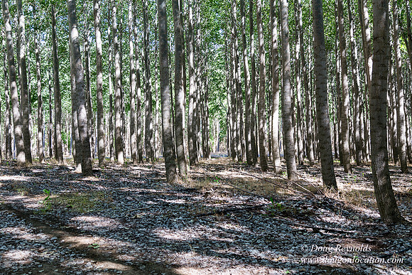 Tree Farm