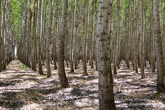 Tree Farm