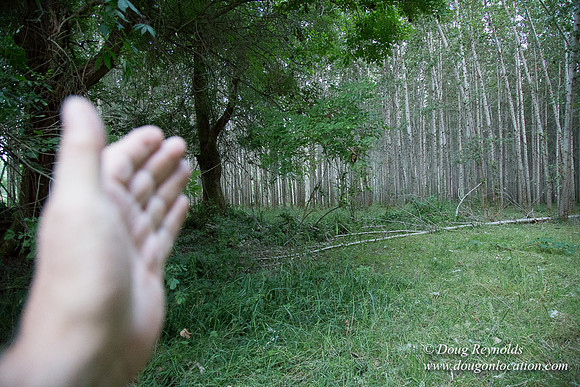 LCG & GWG Tree Farm