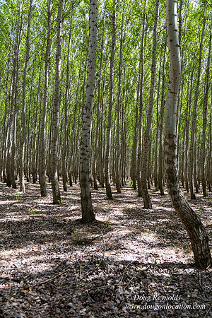 Tree Farm