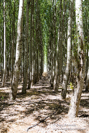 Tree Farm