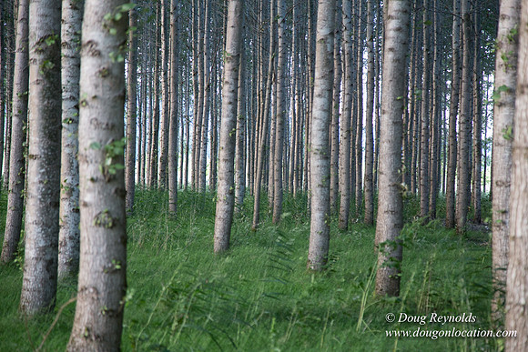 LCG & GWG Tree Farm
