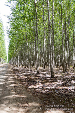 Tree Farm