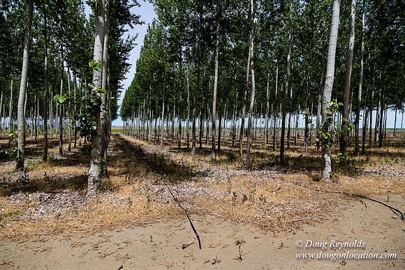 Tree Farm