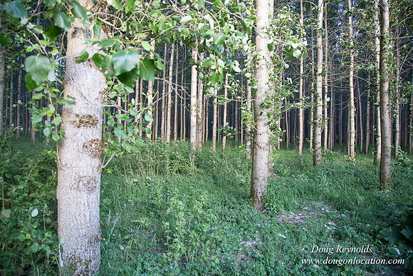LCG & GWG Tree Farm